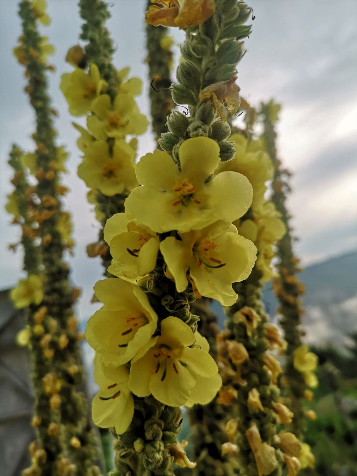  ماهور بزرگ 